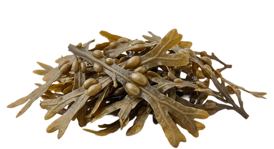 bladderwrack
