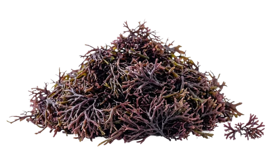 sea moss